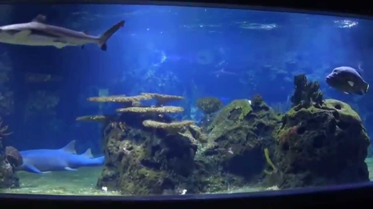Haie im Zoo Aquarium Berlin November 2015