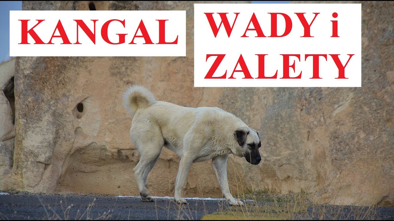 KANGAL - Wady i Zalety