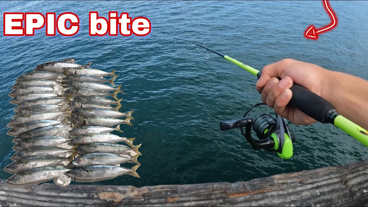 Mackerel bite was on fire🔥 Venice pier fishing