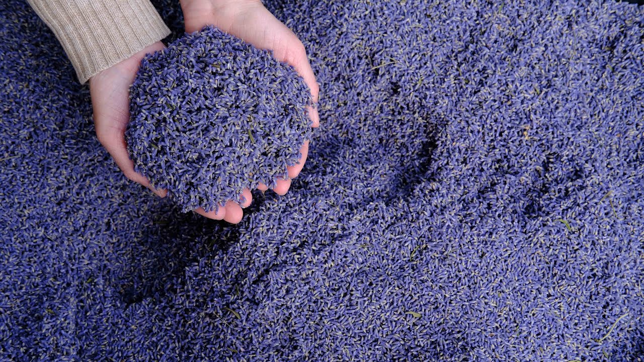 How to Clean and Sort Lavender