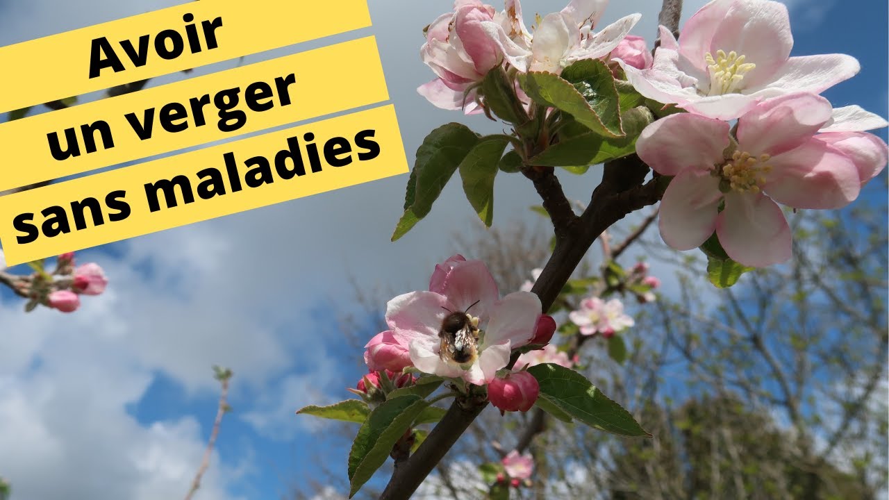 🍊🍐🍒AVOIR UN VERGER SANS MALADIES🍊🍐🍒