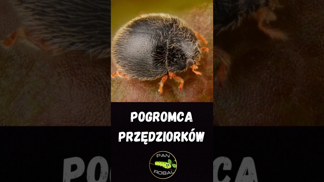 Stethorus punctillum 🐞 &ndash; Niezwykły pogromca przędziork&oacute;w! 🌿