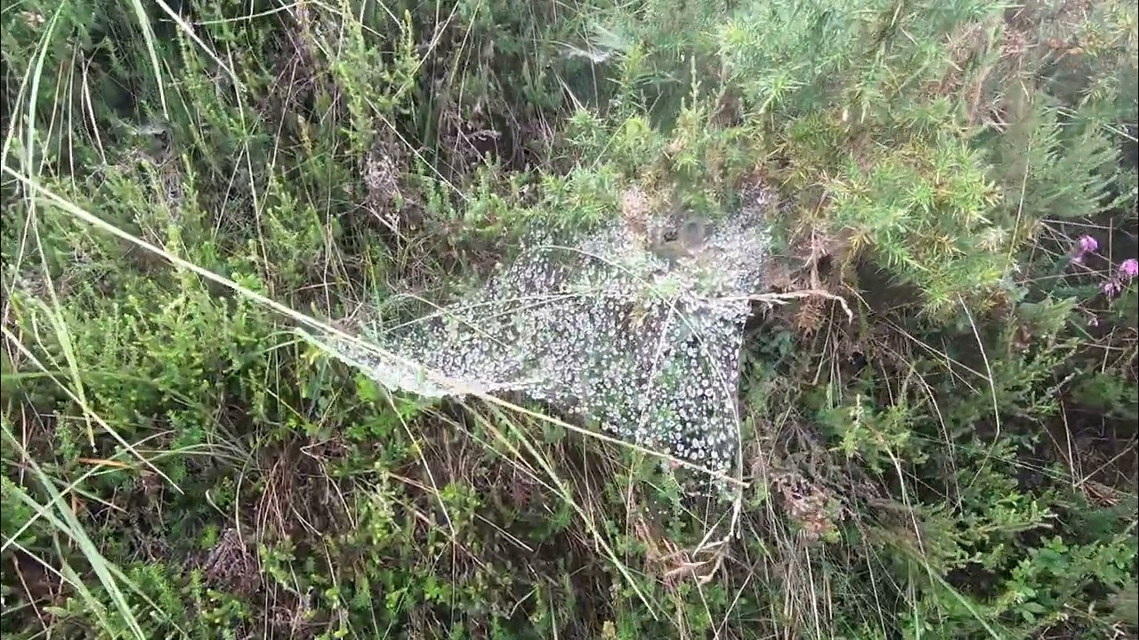 HRP Alta Ruta Pirenaica  Etapa 2    Collado de Lizuniaga-Elizondo