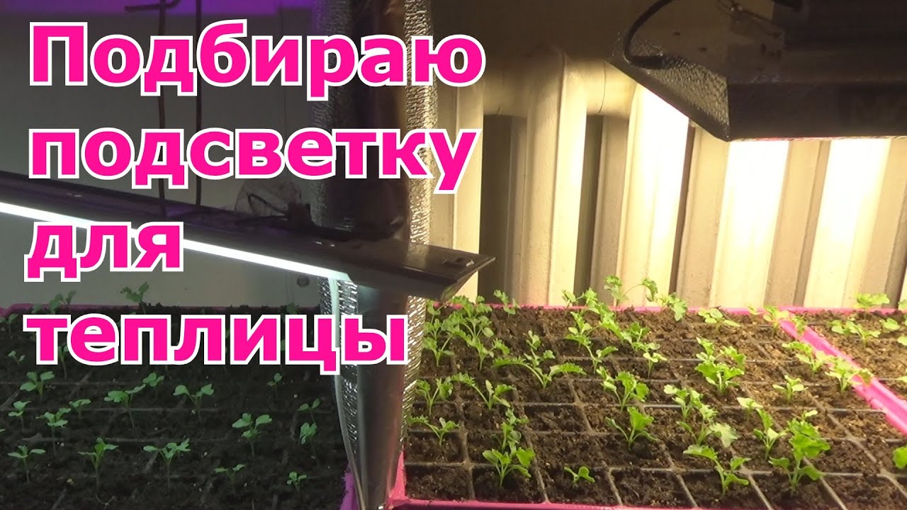 Испытания на рассаде светодиодной фитолампы Mars Hydro TS1000 с АлиЭкспресс. Результат впечатляет!
