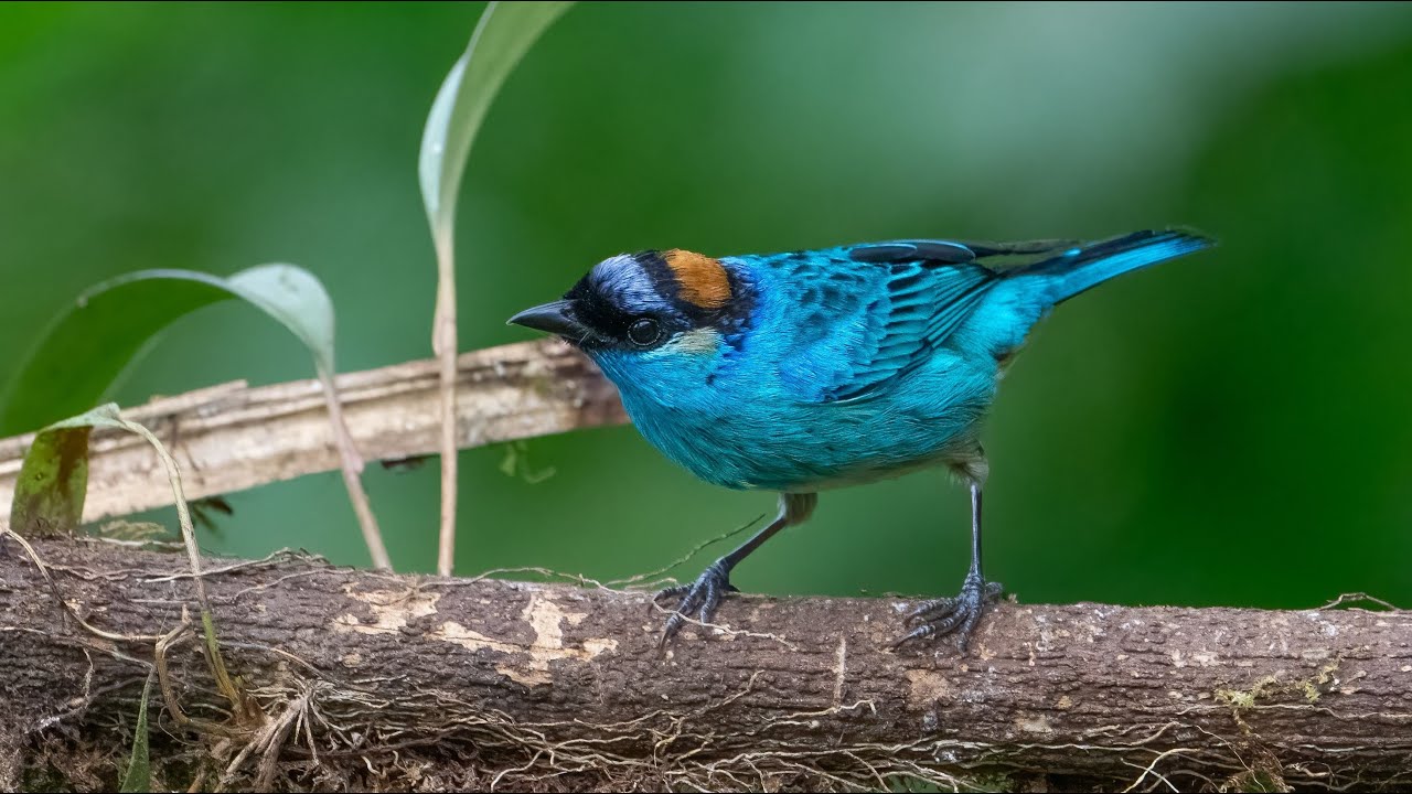 Birds of Sachatamia Lodge, Mindo, Ecuador, Part 2