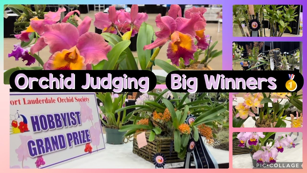 Orchid Judging- 2026 Ft Lauderdale Show- Who won?🥇 