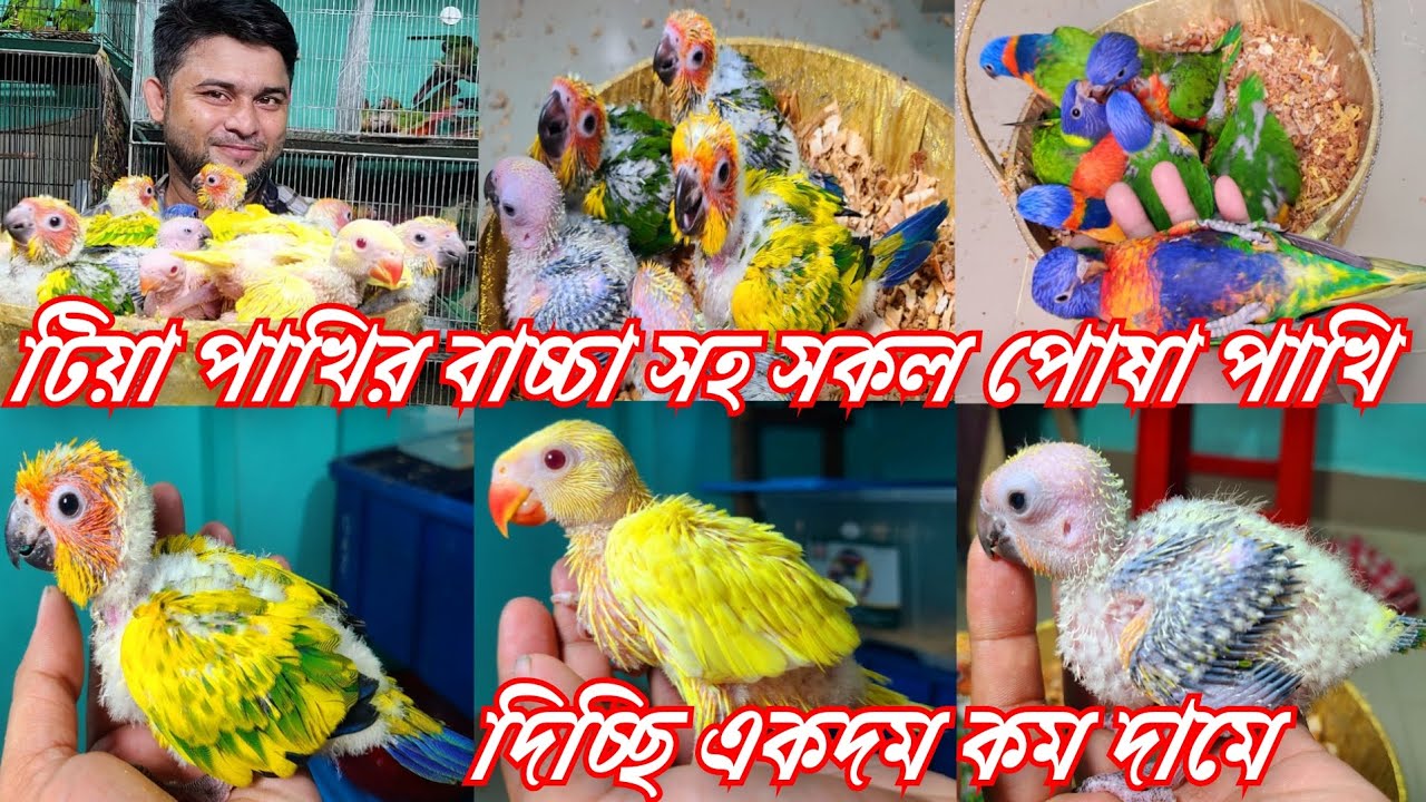 ঈদের ধামাকা অফার | টিয়া পাখির বাচ্চা সহ সকল পোষা পাখি দিচ্ছি একদম কম দামে | Sk Shokher Pakhi