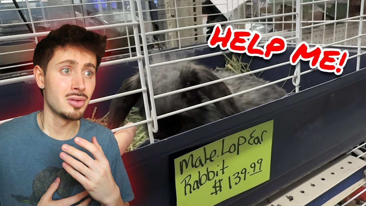 I paid $150 to save this dying rabbit&hellip;