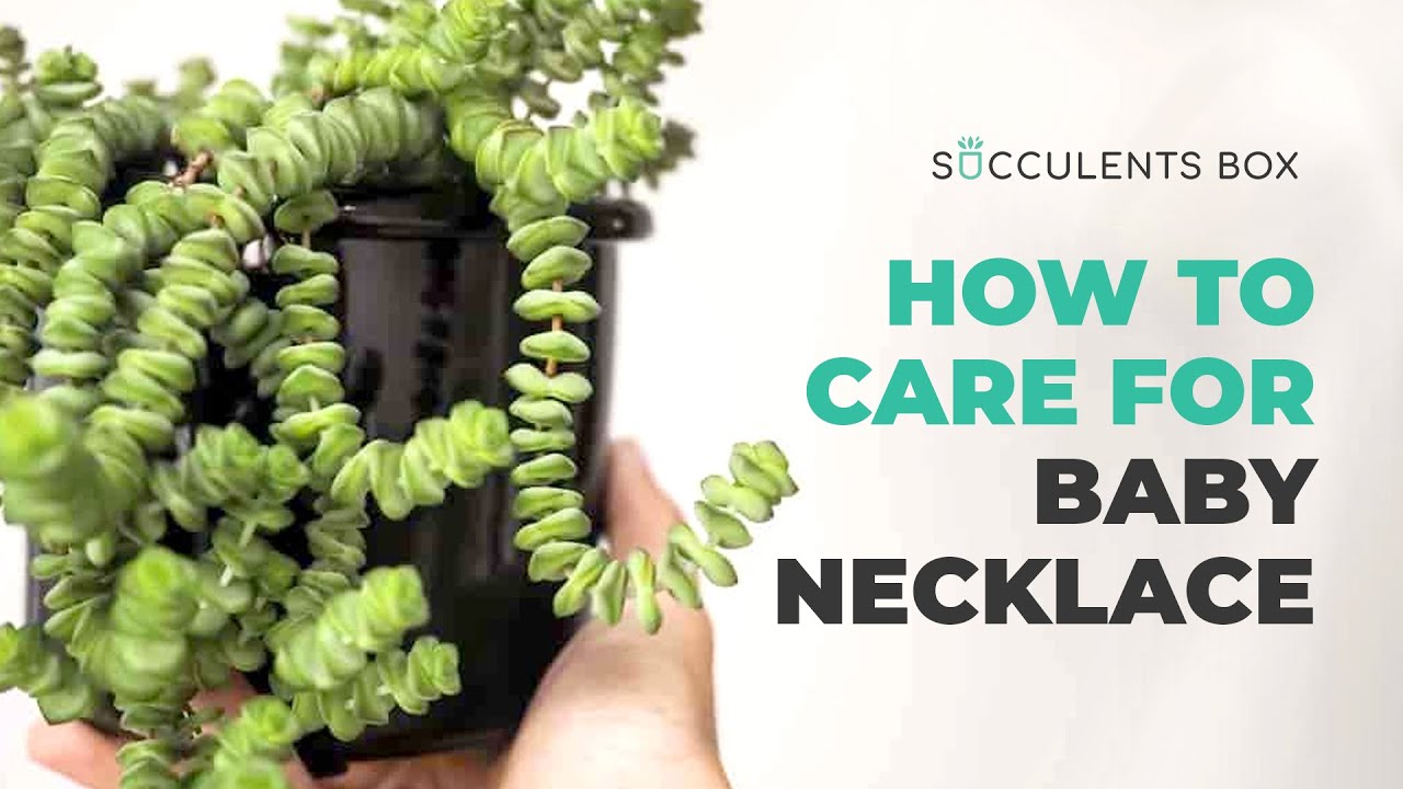 Простые советы: Детское ожерелье из толстянки | Crassula rupestris ssp. | Руководство по уходу за...