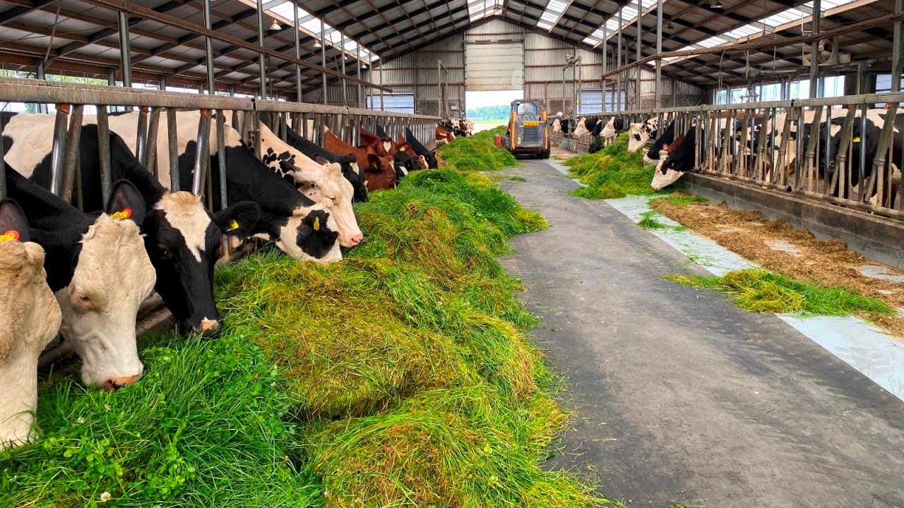 Najaarsgras benutten: tips van ruwvoerspecialist Antoon Verhoeven | LG Seeds