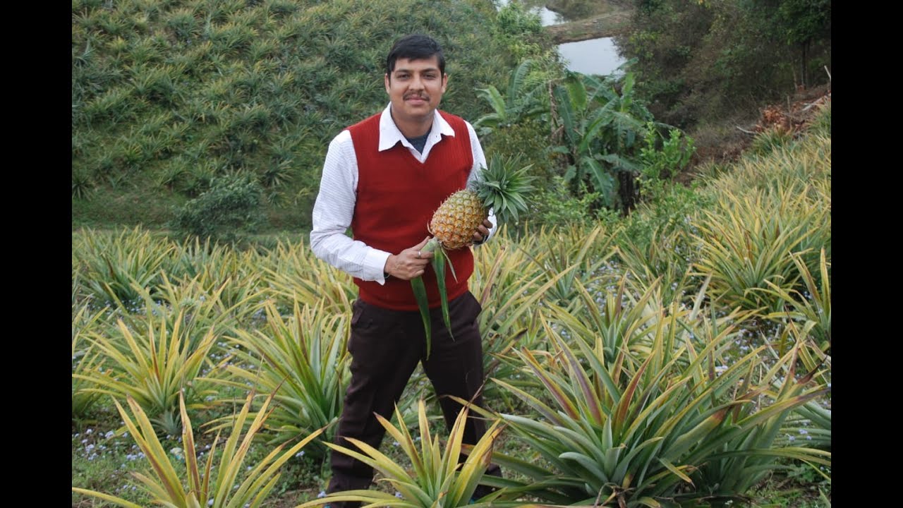 Pineapple based organic farming system: Success story from farmer’s field in Meghalaya