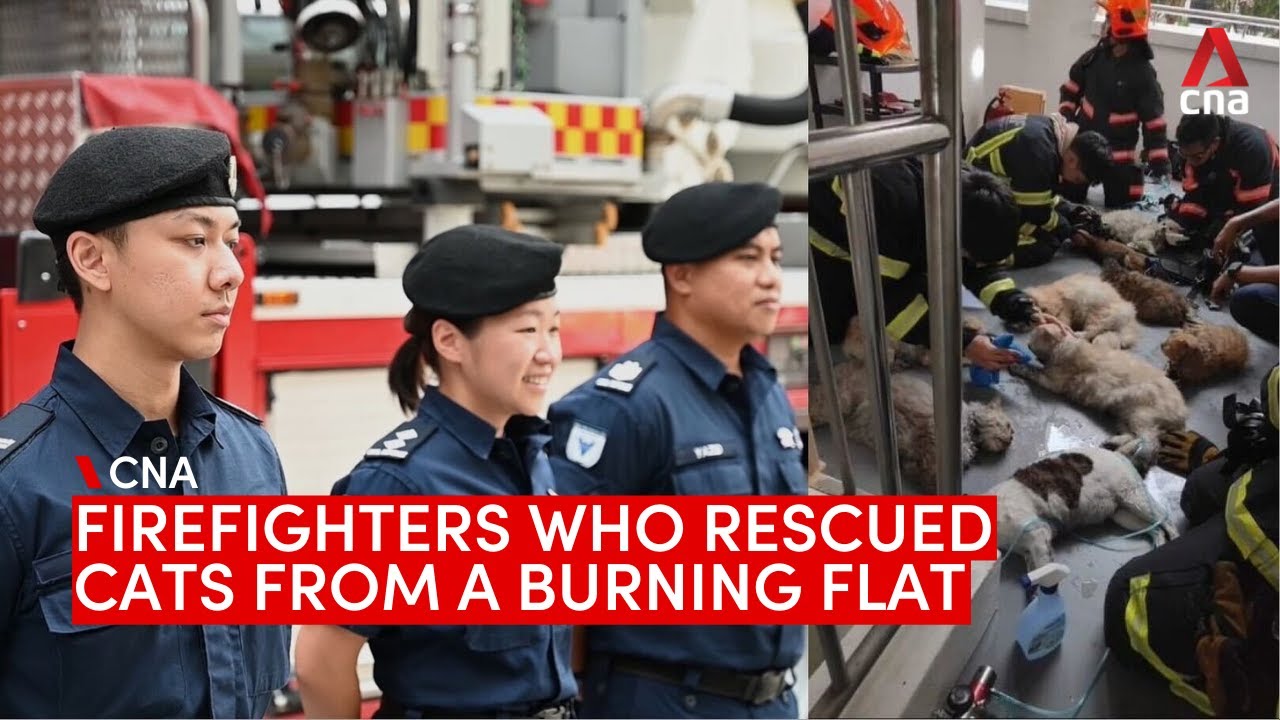 The SCDF firefighters who rescued cats from a burning flat