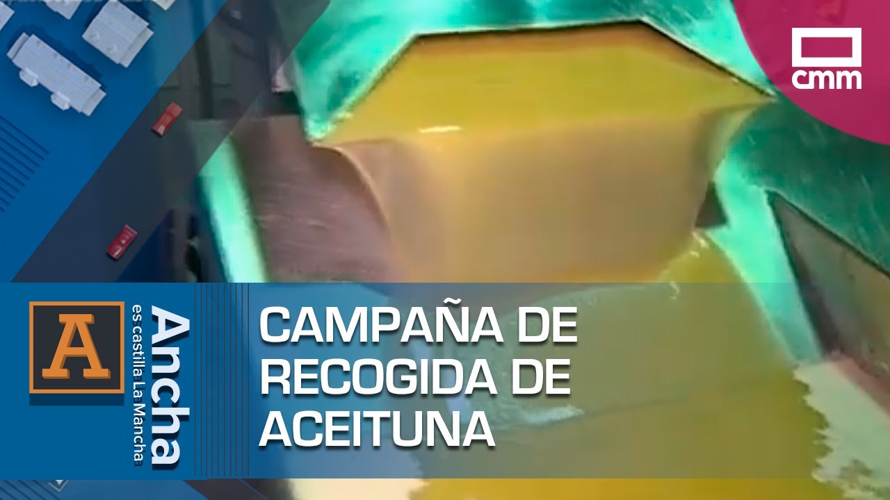 Mora a pleno rendimiento en la campaña de recogida de aceituna
