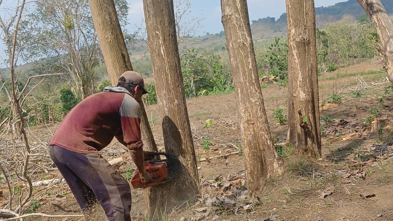Bonggol 1 batang 2  kayu jati trubusan bolong semua