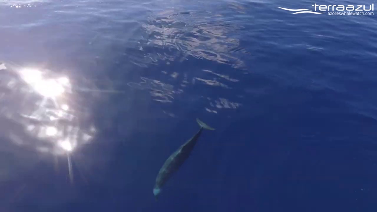 Rare True's Beaked Whales footage, in São Miguel, Azores | TERRA AZUL™