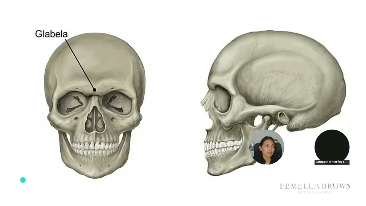 DISEÑO ANATOMICO