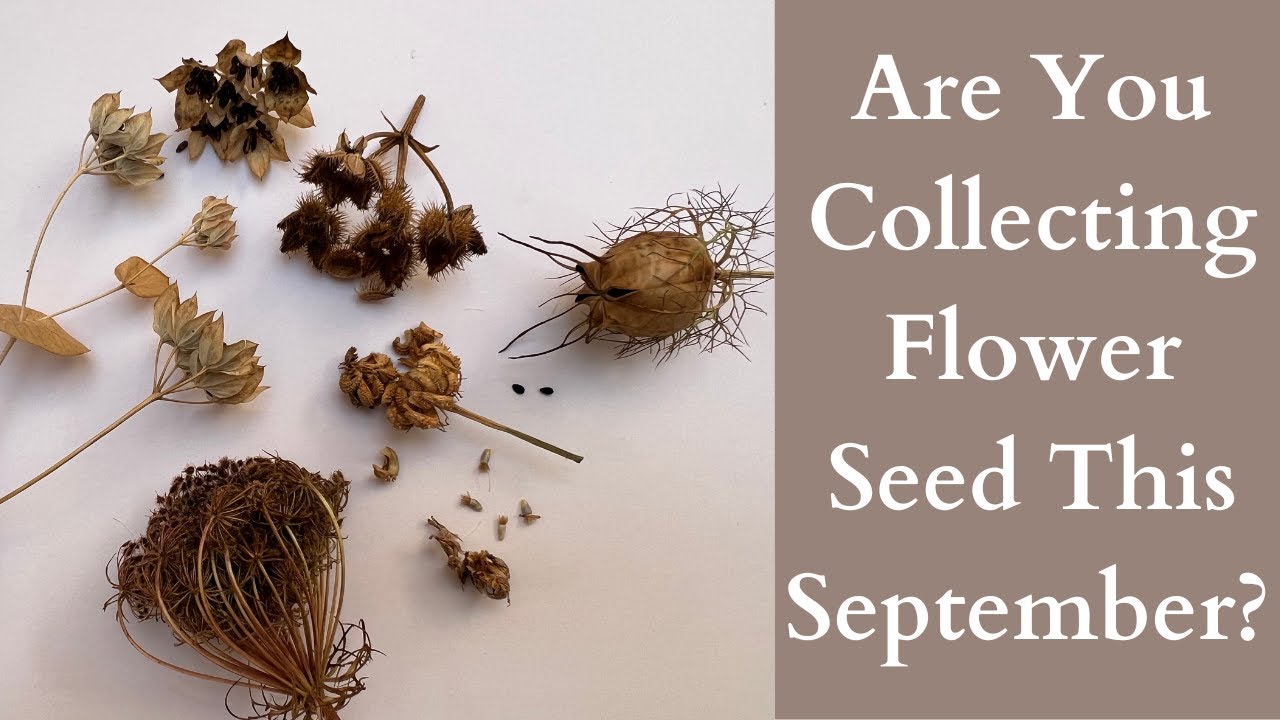 How To Collect Seeds From Flowers This September
