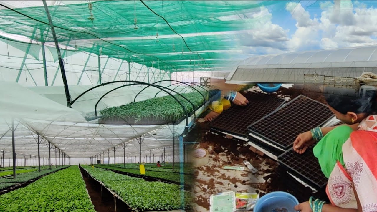 Bastar kisan Skf nursery grafted nursery brinjal tomato