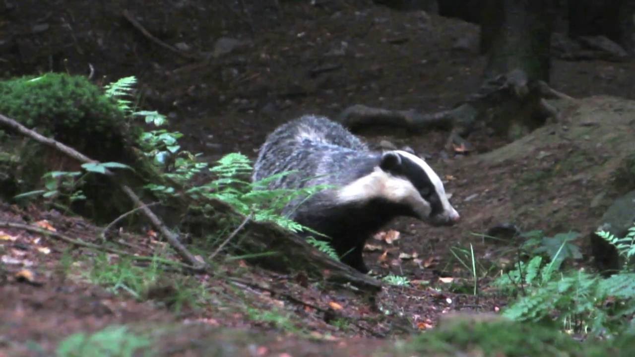 Das - Eurasian Badger - Blaireau europ&eacute;en - M&auml;yr&auml;t - Meles meles