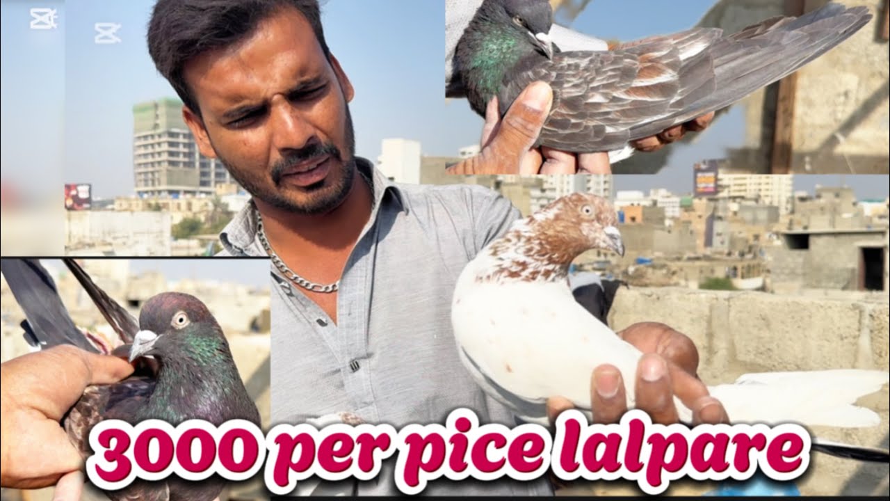 Lalpare kabutar || jaly huway ambersery || old gulab sery kabutar!!!