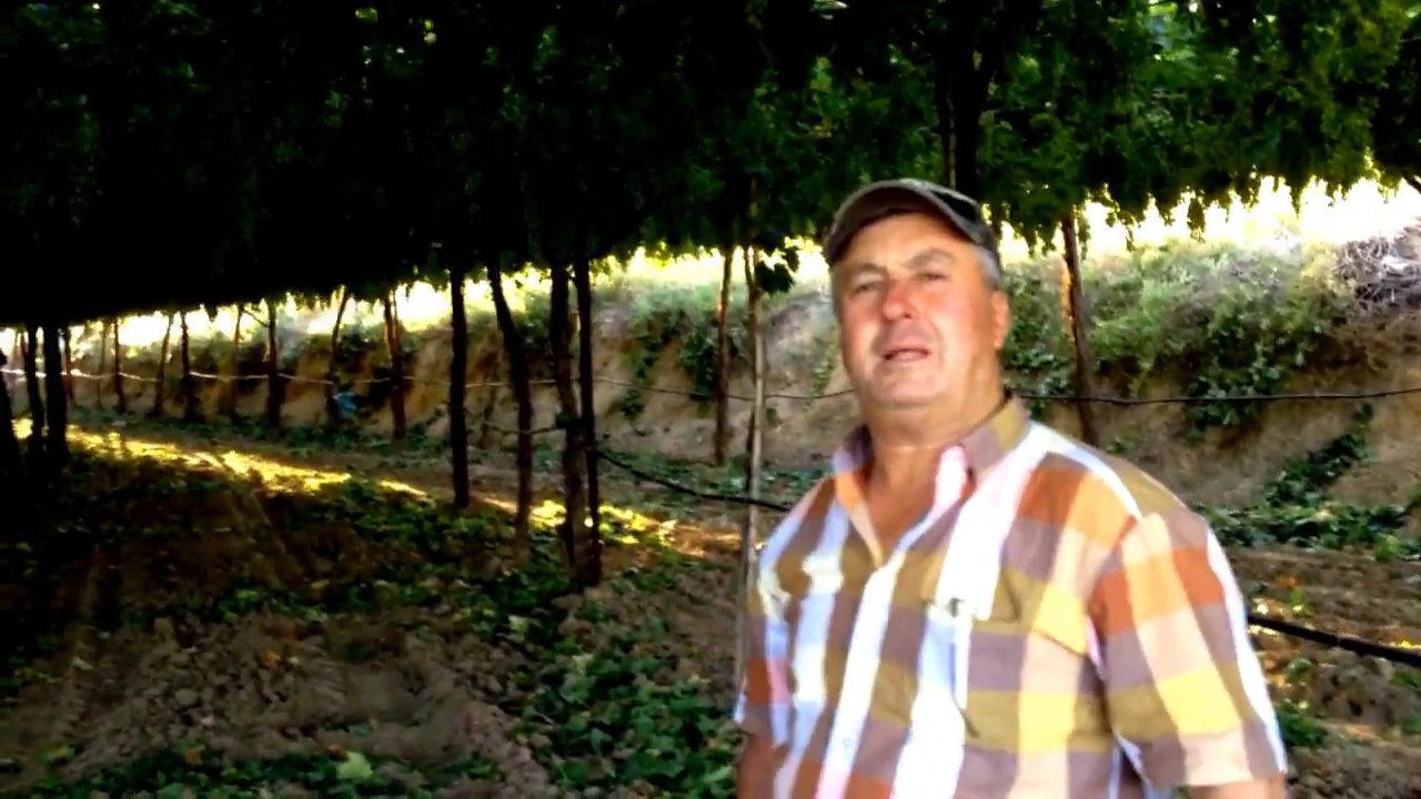 ÇARDAK TİPİ BAĞCILIK -9 HASAN KESER