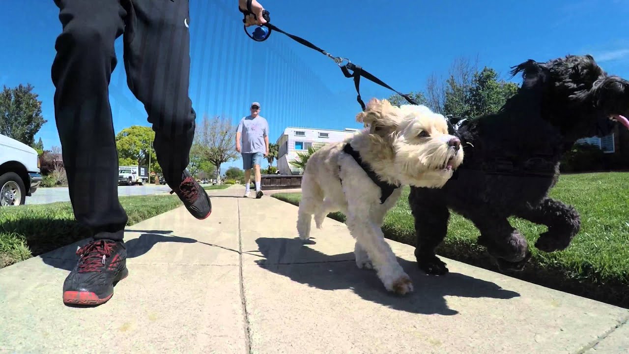 Feiyutech G4S Gimbal - Dog Run Test - hero4silver 4k