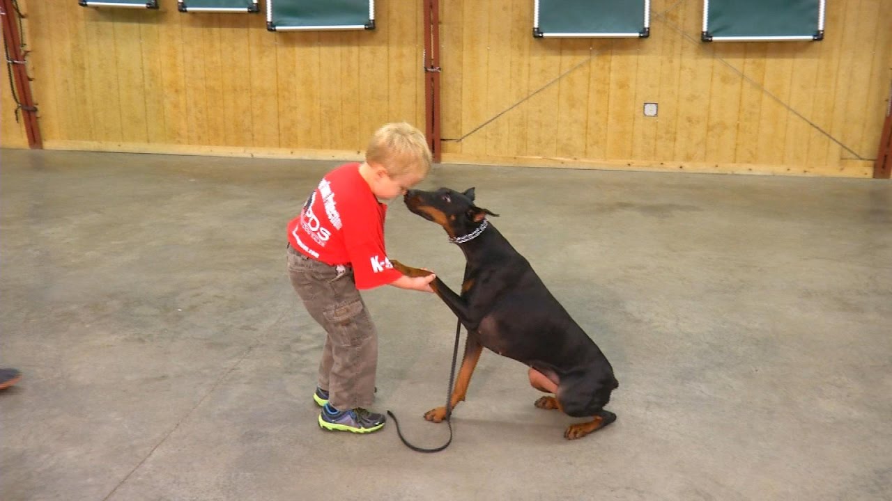 Young Doberman 
