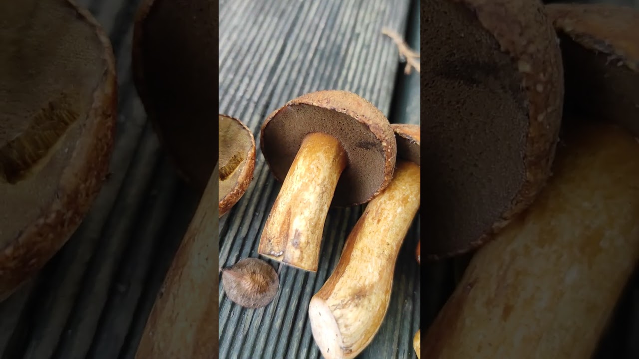 Maślak pstry (Suillus variegatus) jego uroczy wygląd.