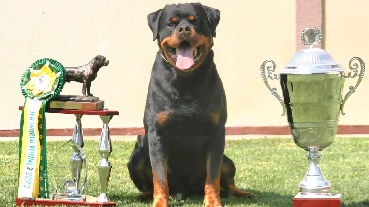 Eron Terezsky Dvur - IFR World Winner 2023 - Rottweiler