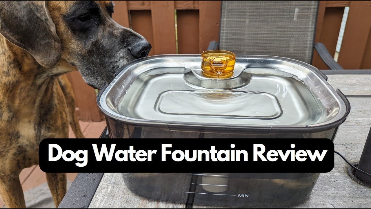 Dog Water Fountain 2 Gallon Review!