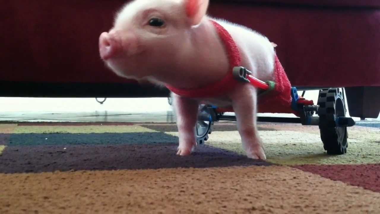 Pig in Wheelchair - Chris P Bacon