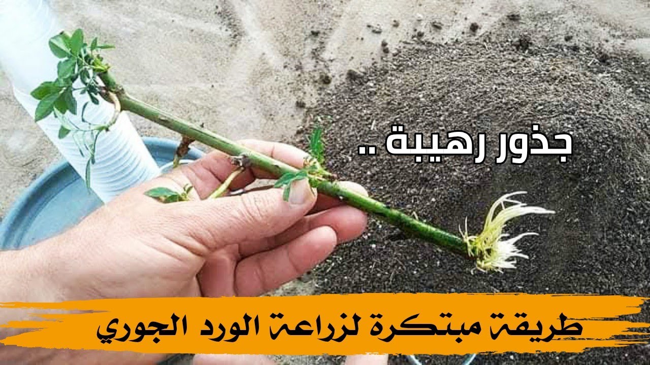 طريقة مبتكرة لزراعة عقل الورد الجوري .. طريقة ناجحة 💯💯