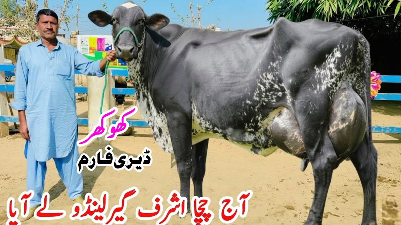 Garlando Cow | Friesian Cow | Khokhar Dairy Farm | Biggest Cow in Pakistan  🇵🇰