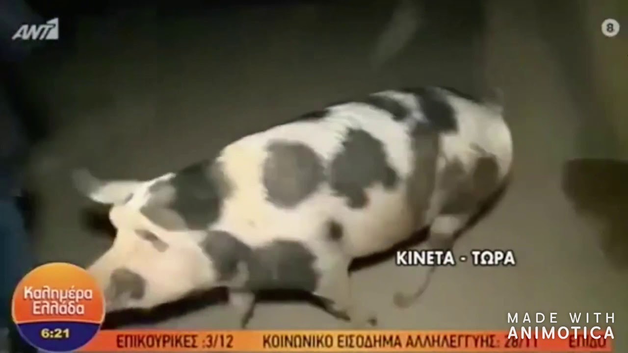 Sowing the seeds of love: amorous pig pursues Greek reporter on live TV