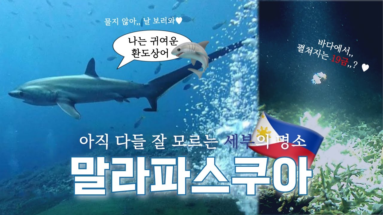 세부여행🇵🇭 많은 사람들이 아직 잘 모르는 말라파스쿠아섬🏝️ 환도상어와 만다린짝짓기 보러가야지 가야지🧡