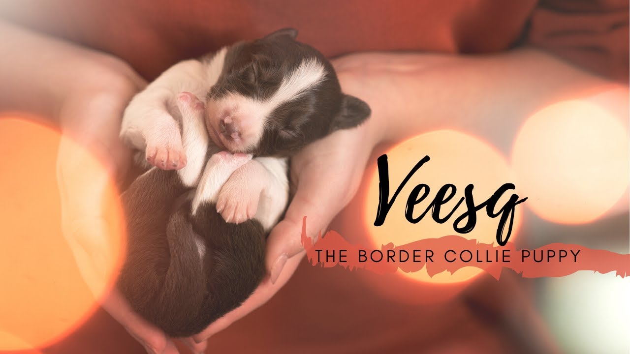 Veesq ~ the quarantine puppy