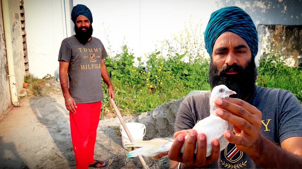 ਜੇ ਆ ਪ੍ਰੋਬਲਮ ਕਬੂਤਰਾਂ ਚ ਆਉਂਦੀ ਹੈ ਤਾਂ ਗੌਰ ਕਰੋ 
