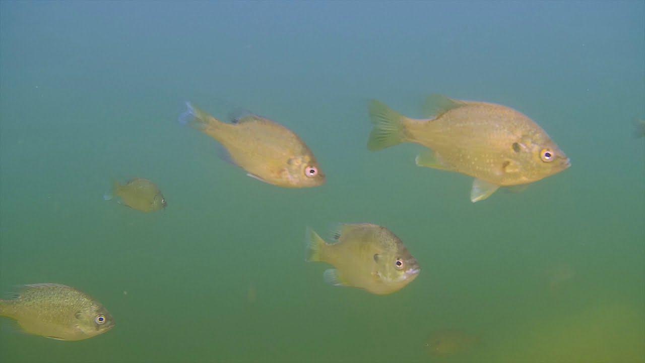 What's under the water in an Indiana strip pit?