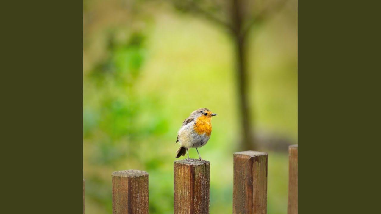Robin Birds Singing and Chirping Sounds for Meditation and Relaxation