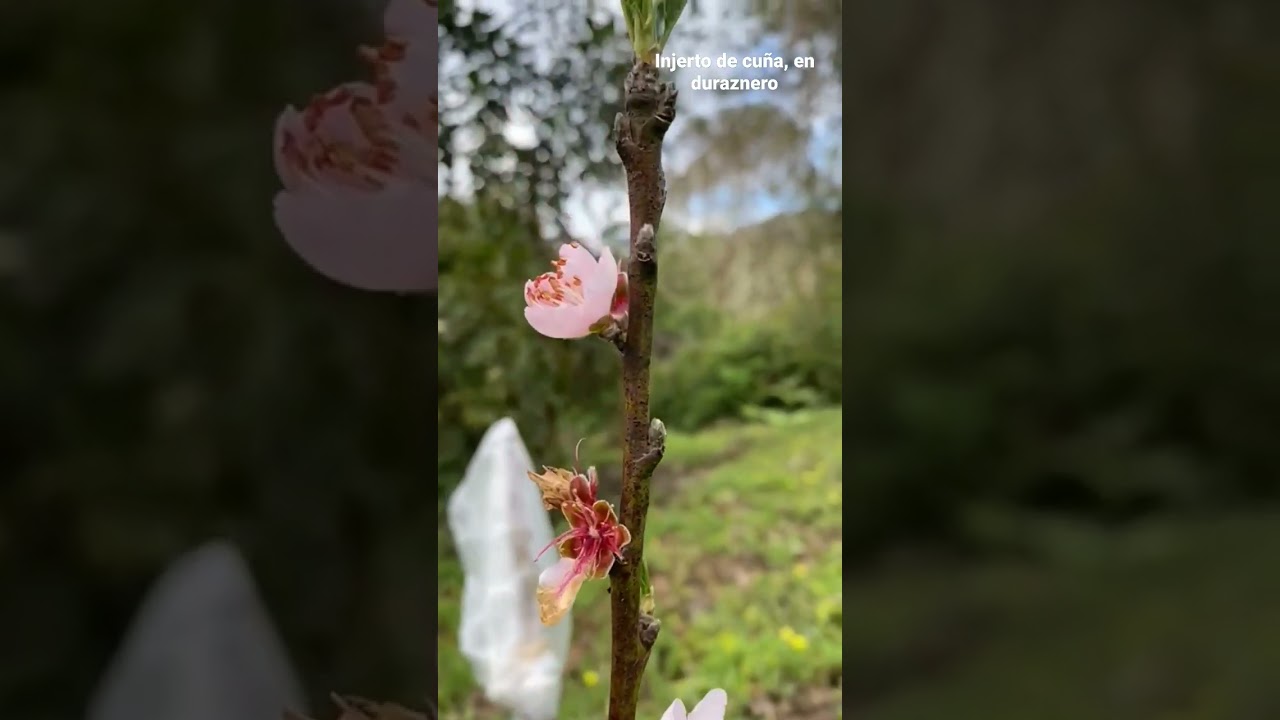 Injerto de cu&ntilde;a, en durazneros. #agro #agronomia #agronegocio #agriculture #durazno #peach #agronomy