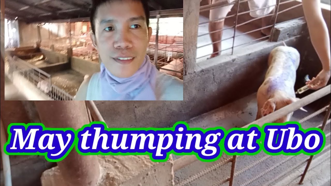 May thumping at Ubo,@gersvlog