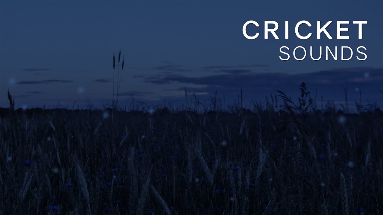 Sleep Very Well On A Night with cricket sounds and night ambience | Nature Sounds For Sleeping