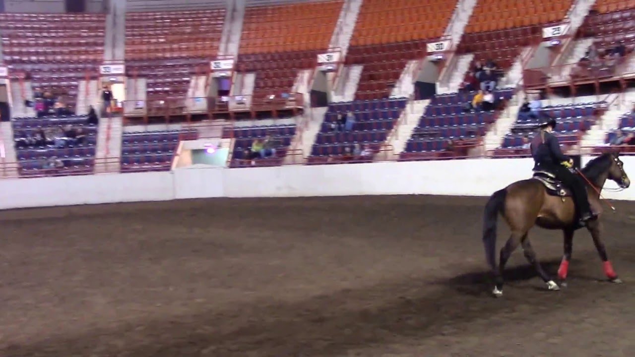Pat Parelli bridleless riding demo pt2