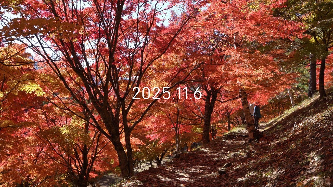 もみじ湖の紅葉 - 1万本のモミジの中を散策 2025.11.6 [4K]  |もみじのトンネル, おすすめ紅葉スポット一位(じゃらん), 信州紅葉, トレッキング, ハイキング, 自然散策