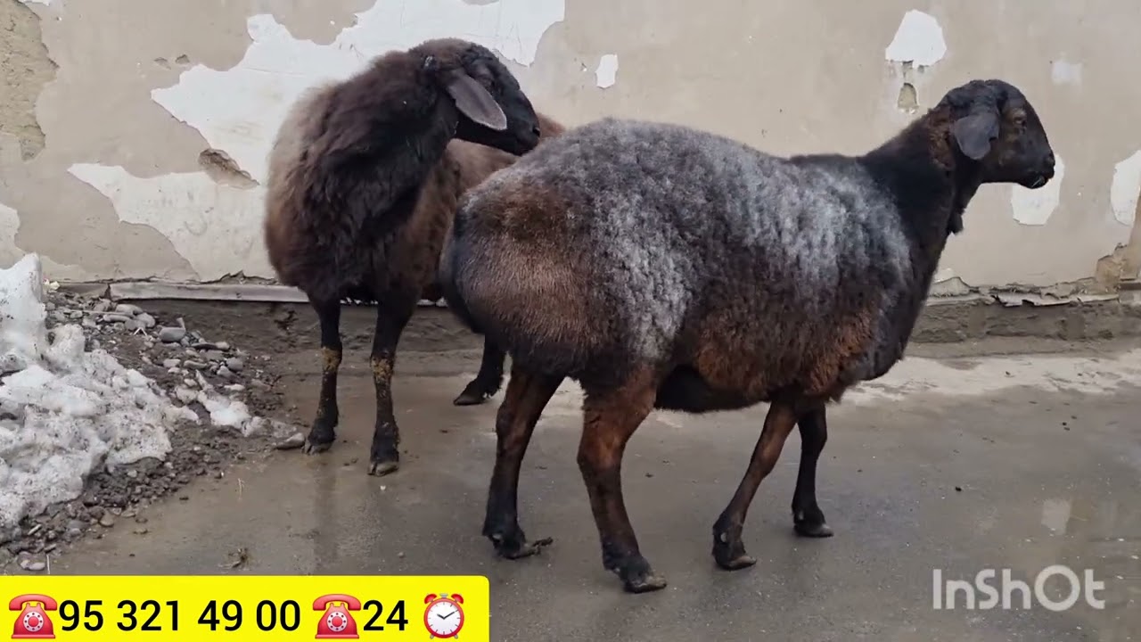 Qirgʻiziston Tojikiston tozza kashtan bogʻoz sovliqlar yetib keldi