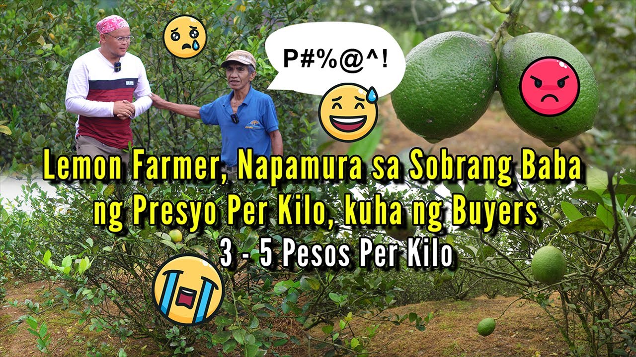 Lemon 3 pesos per kilo lang?Napamura ang Farmer dahil sa Baba ng Presyo ng Bili Per Kilo ng Byahero