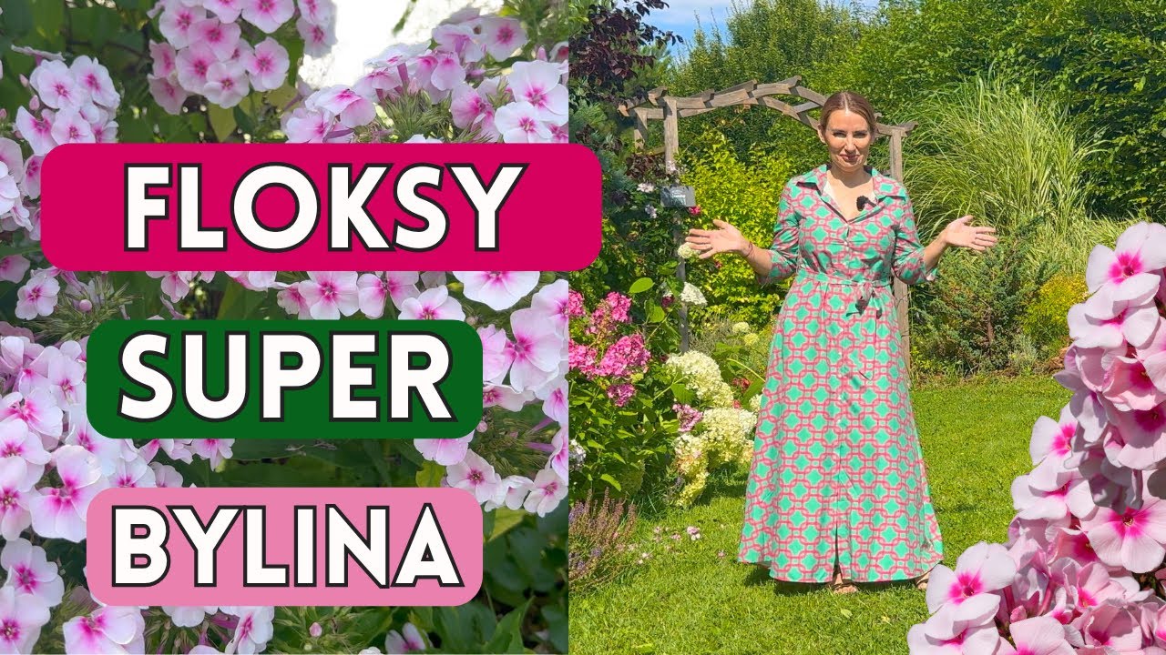 FLOKSY WIECHOWATE - SUPER BYLINY PIĘKNIE KWITNĄCE I PACHNĄCE