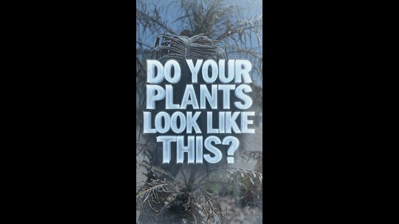 Florida Plant Freeze Recovery Tips | How to Help Plants After Extreme Cold