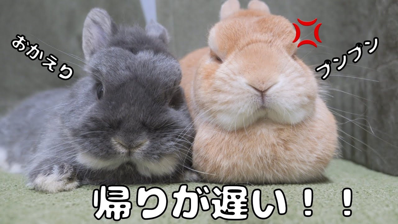遅くに仕事から帰るとカーテンに隠れていたウサギがプンプン怒っていました【No.1213】