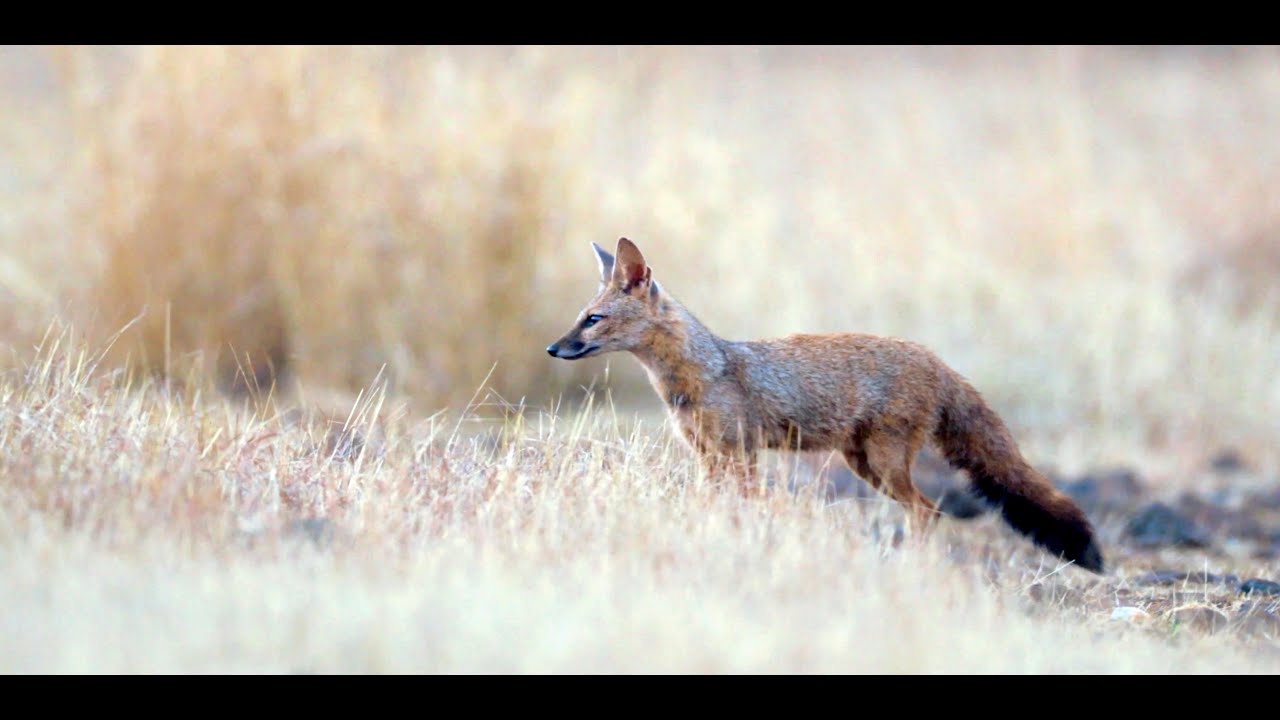 Indian Fox/ Bengal Fox - Ramnathgudpalle Grasslands (Yenkathala Grasslands)